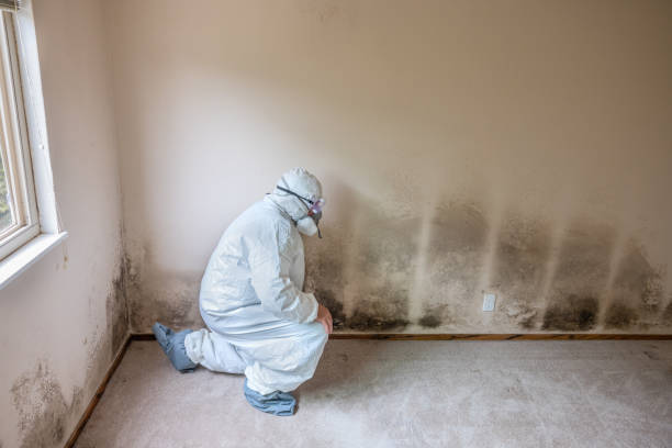 Professional Mold Removal in Oklahoma City, OK